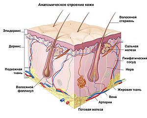 Строение кожи - дерматология