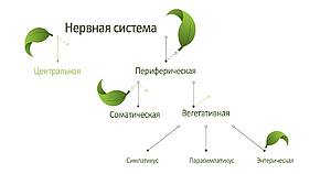 Нервная система