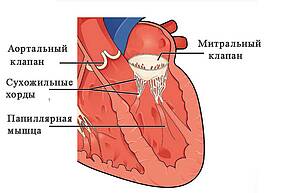 Локализация и строение митрального клапана