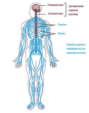 Нервная система